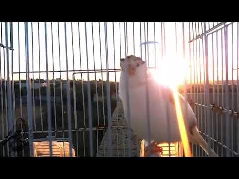 تغريد طائر الكناري خالي من الاخطاء 