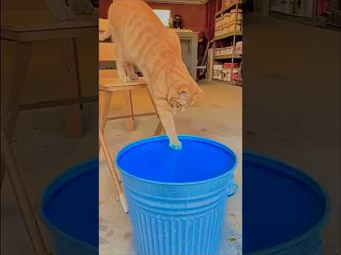 Garena free fire sent a cat colour blue fun 1 😂my house for brother #freefireshortstory