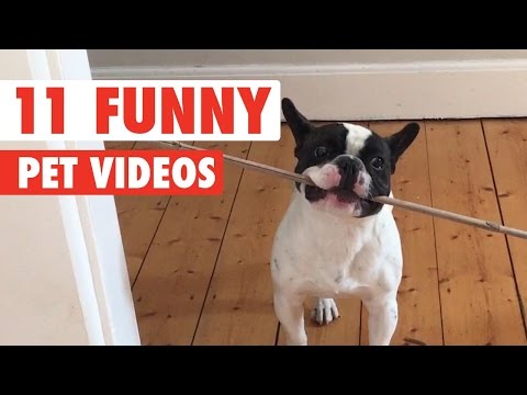 11 Funny Pets Video Compilation 2016 - UCPIvT-zcQl2H0vabdXJGcpg