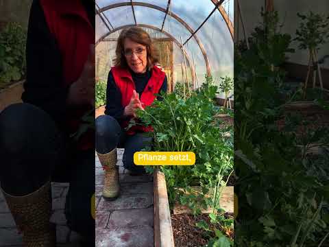 Meine Petersilie Ende März: Unglaubliches Wachstum! 🌱