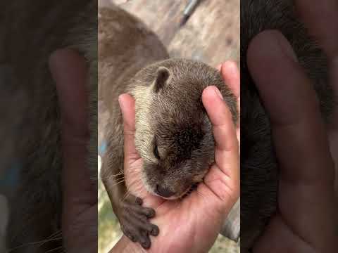 The Otter That Refuses to Let Me Leave for Work#otter #adorably #puppy