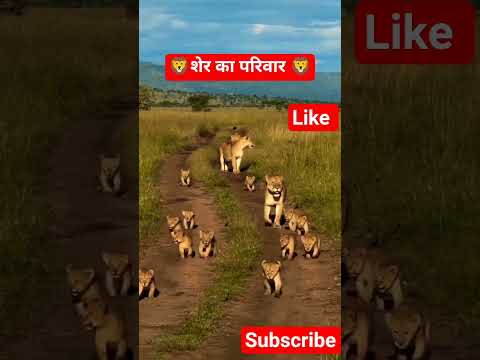😱 ओह माय गॉड शेर के शावक जंगल में घूम रहे हैं 😱🦁#शेर #animals #shortsfeed #trending #shorts #viral
