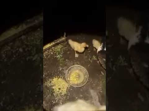 bebek lucu#donalduck #duckling #bebeklucu #ytshorts