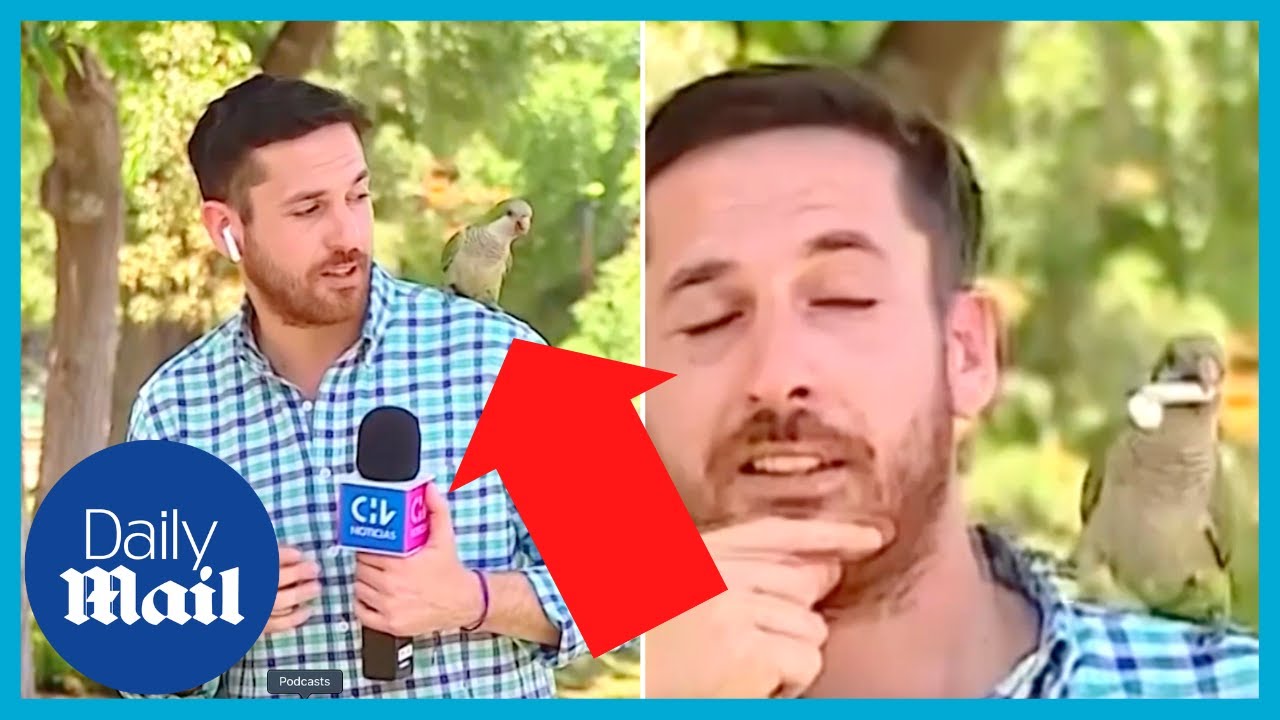 Hilarious moment parrot steals Chile news reporter’s AirPods live on air
