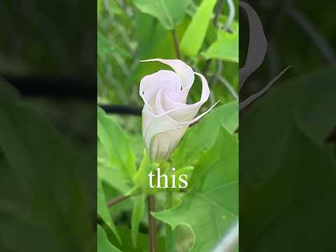 Fun Fact: This Psychoactive Plant Will Give You Nightmares 😈🥀 #naturelovers #funfacts #shorts