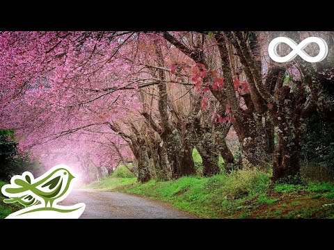 Relaxing Piano Music: Romantic Beautiful Music, Relaxation Music, Sleep Music, Relaxing Music ★92 - UCjzHeG1KWoonmf9d5KBvSiw