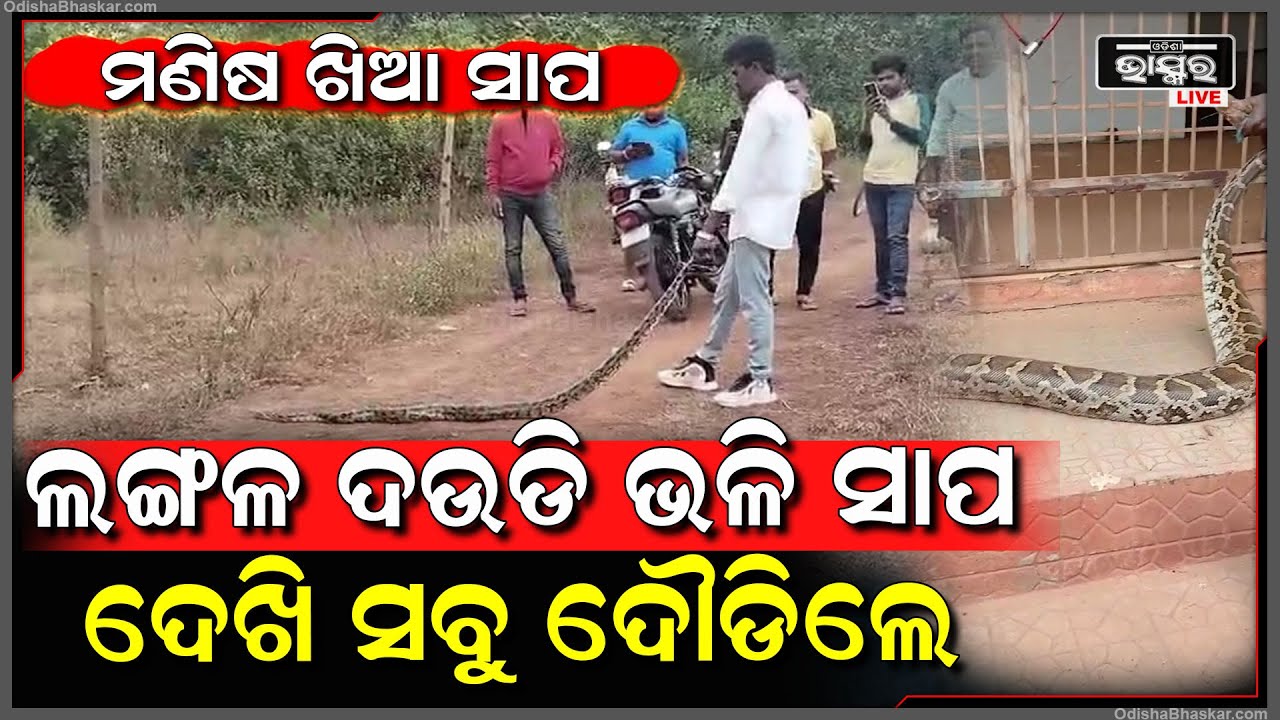 ଗୋଟିଏ ଦିନରେ ଦୁଇ ଦୁଇଟି ଅଜଗର ସାପ ସୁରକ୍ଷିତ ଭାବେ ଉଦ୍ଧାର କରି ଜଙ୍ଗଲରେ ଛାଡ଼ିଲେ ଉଦ୍ଧାରକାରୀ ଅଫିସର