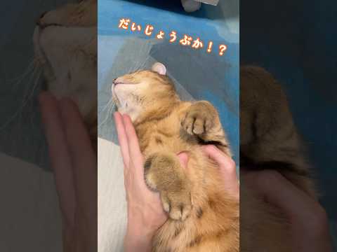 猫の動画サムネイル - いきなり猫の意識が飛んで大焦りしたんだが… #shorts