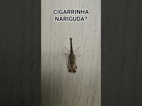Cigarrinha nariguda🦗? #long-nosed #leafhopper #insect