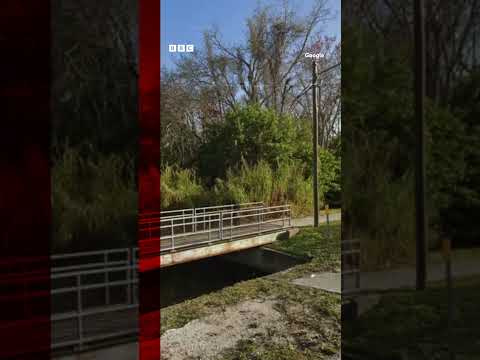 The alligator was spotted clutching a lower torso in its jaws. #Shorts #Florida #BBCNews