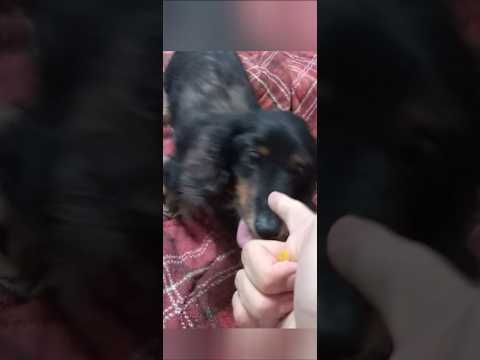 FUNNY AND CUTE🤣🤣🤣#dog #mreita