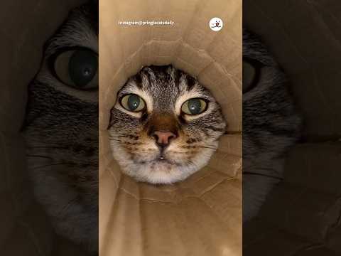 猫の動画サムネイル - 筒の底からの目線｜PECO