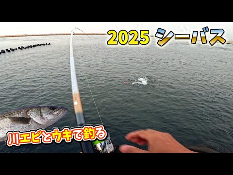 川エビで シーバス ウキ釣り 2025  第三戦