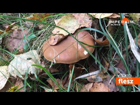 Flesz Gliwice / Mundurowi szukali w lesie 86-letniego grzybiarza