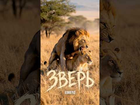 Ленинград — Зверь #премьера