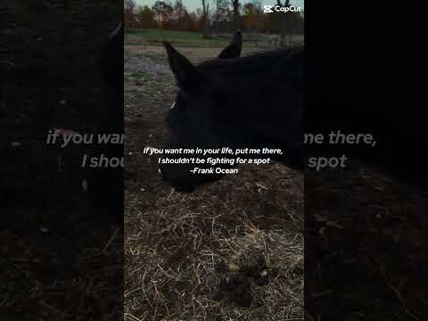 Friends #horse #equestrianjourney #horseenthusiast #stopanimalabuse #equestrian #horsefan #horsegirl