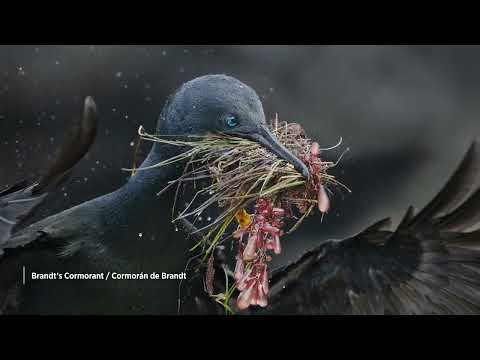 2025 Audubon Photography Awards: Winners