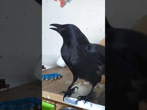 【超貴重映像】まるでシャッター音！？カラスが甘えた時にしか出さない高い声が凄いと話題に。