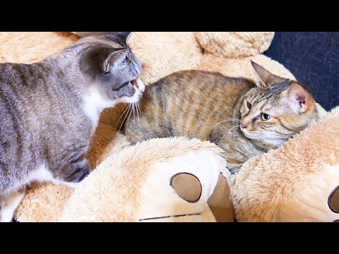 我が家の姫猫は子猫の頃から今でも甘えたくなると「ん～」と鳴いてウロウロします