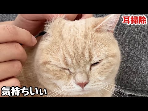 【猫耳掃除】久しぶりの耳掃除でうっとりする猫！Cat ear cleaning Cute animals