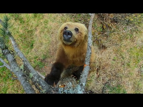 Bears Dancing in the Forest | 4K UHD | Planet Earth II | BBC Earth