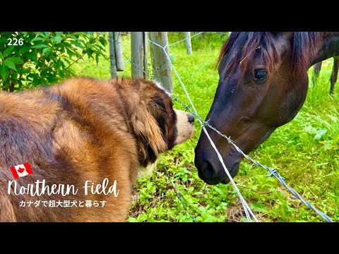 馬が7頭と巨大牛が1頭／3日間だけの夏日【超大型犬とカナダで田舎暮らし】