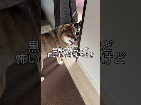 水を飲むのも一苦労な柴犬…。 サムネイル