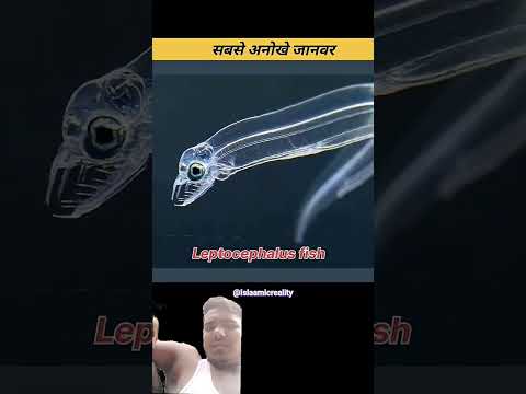 अनोखे जानवर 😮 #facts #amazingfacts #animals #factsinhindi #shortsfeed #knoweledgefacts #duet