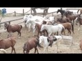חוות סוסים הקקטוס