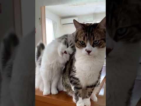 anak kucing mengajak induk bermain