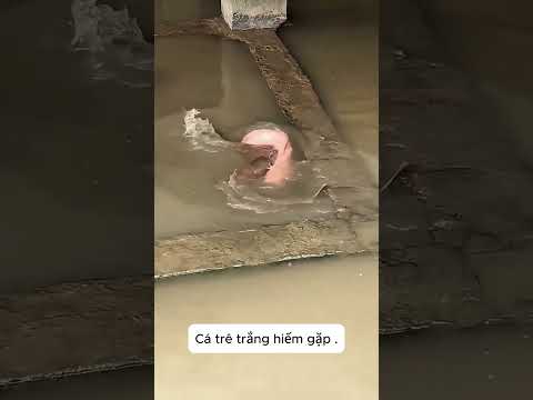 Cá trê trắng hiếm gặp .