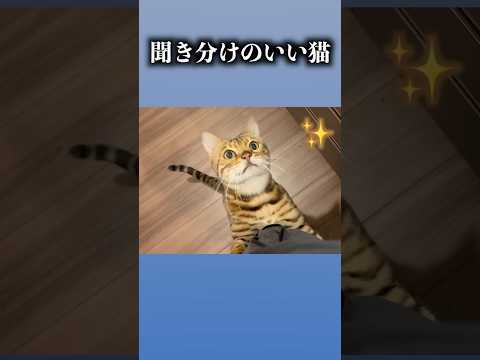 聞き分けの良いネコ　#ルトロゼ #cat #ベンガル