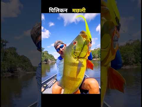 पिलिकन मछली 😱 #aivideo #fishing #fascinatinginformation #amazingfacts #fish #youtubeshorts