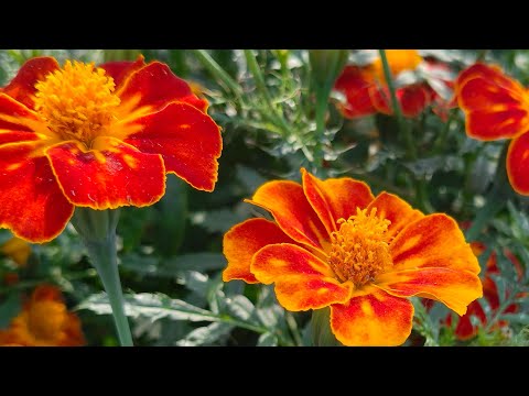 Welcome in my 377th support Live Strem || Connect 🔄 India🇮🇳 Connect 🔄 Globally 🌍