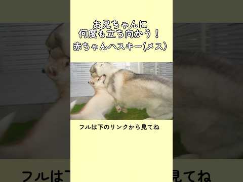 お兄ちゃんに何度も立ち向かう！赤ちゃんハスキー（メス）#shorts #funny #dog #癒し #husky #おもしろ #siberianhusky #愛犬 #シベリアンハスキー #ハスキー