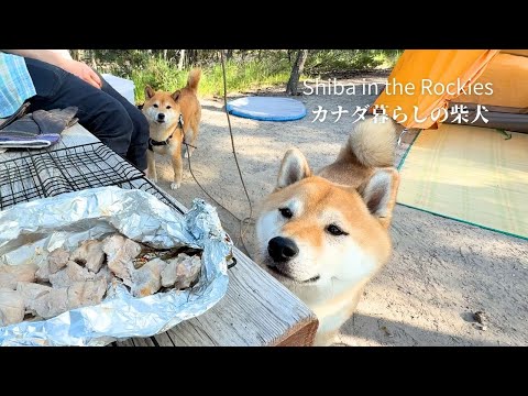 キャンプ飯こそがキャンプの醍醐味であることに気づいた柴犬がこちらです [4K]