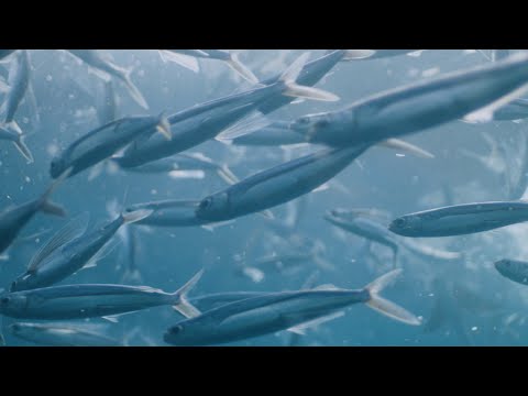 トビウオの飛行|鹿児島県屋久島沖(24年5月、25年5月撮影)【久原本家】