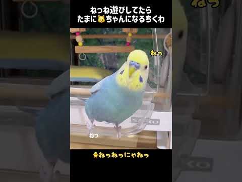 お久しぶりです！ちくわとねっね遊びしました🐥💕#セキセイインコ #セキセイインコちくわ #ちくわ #パステルレインボー #男の子 #ちくわちゃんねる #4歳 #お喋り #shorts