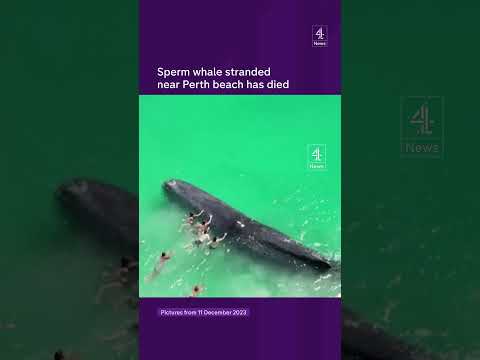 Sperm whale stranded near Perth beach has died