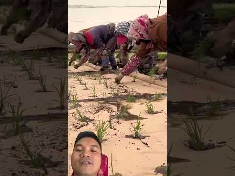 Sử Dụng Màng Sinh Học Trong Nông Nghiệp Trung Quốc