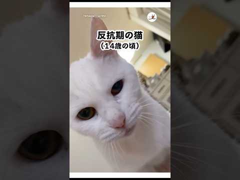 猫の動画サムネイル - 猫の反抗期かわよ｜PECO
