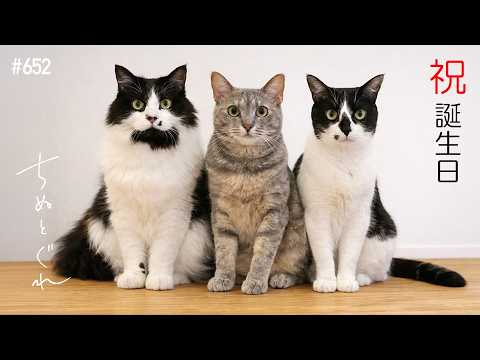 我が家の猫たちが誕生日を迎えました〜／ #猫 #保護猫 #猫のいる暮らし