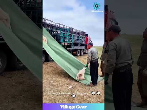My Childhood Playground Did NOT Have a Sheep Slide!😂I'm So Jealous of These Sheep Right Now! #sheep