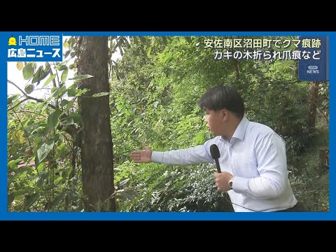 【出没】広島市内にクマ痕跡 カキの木折られ爪痕も｜HOME広島ニュース