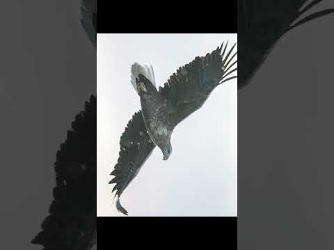 野鳥撮影『知床ネイチャークルーズ』2025.2 Shiretoko Nature Cruise, Stellers sea eagle, White-tailed eagle, in Japan