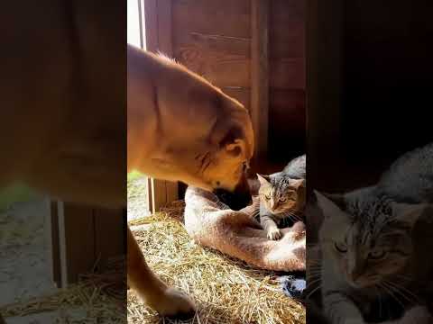 He Entered the Wrong Home… And Found Respect 🐾間違った家に入った…でも「尊敬」を学んだ。#cutepets #cute #goldenretreivers