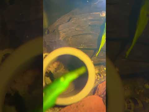 Green Dragon Spawn #pleco #egg #fishkeepinghobby # 
