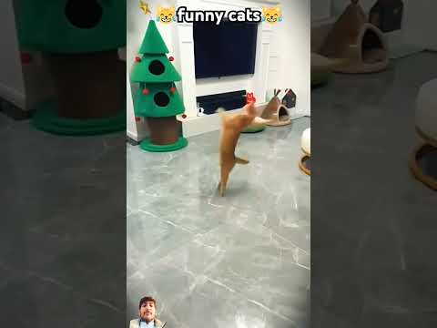 #cat #funny #catlover #funnycats short vedio
