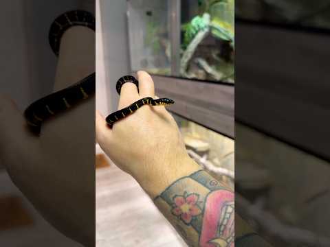 Baby mangrove snake ! 🖤💛 #baby #snake #reptiles #pets #fyp #reptilekeeper #boiga #uk #indonesia