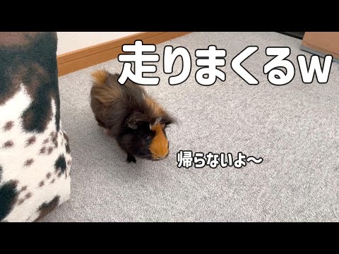 ケージから開放されたモルモットがやばすぎたｗｗ　The guinea pig is out of its cage and running around!